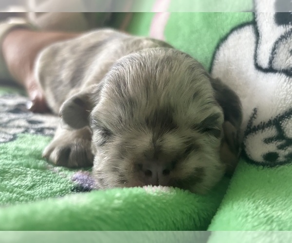 Medium Photo #1 French Bulldog Puppy For Sale in SPENCER, WV, USA