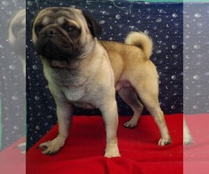Pug Puppy for sale in PATERSON, NJ, USA