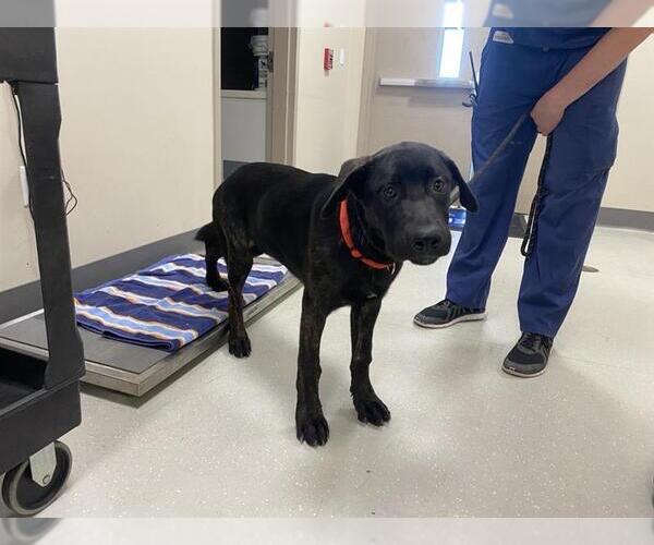Medium Photo #2 Labrador Retriever-Unknown Mix Puppy For Sale in Elk Grove, CA, USA