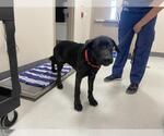 Small #1 Labrador Retriever Mix