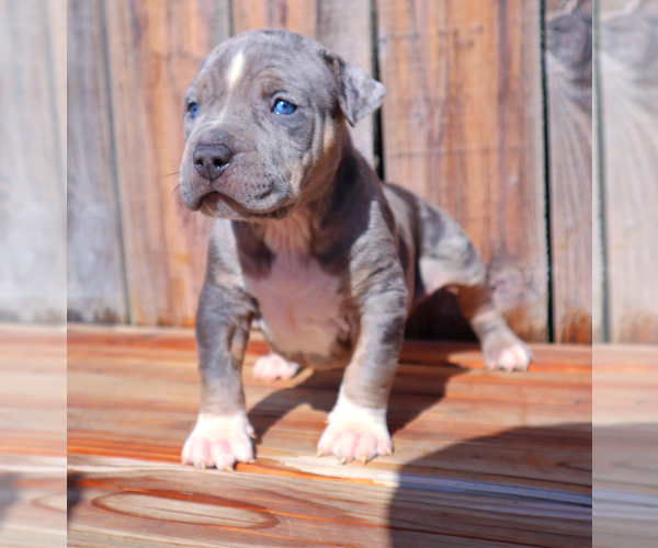 Medium Photo #5 American Bully Puppy For Sale in LOS ANGELES, CA, USA