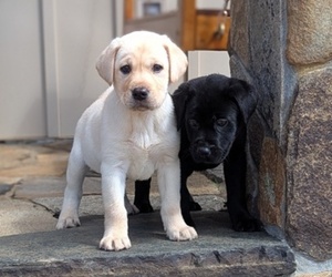 Labrador Retriever Puppy for sale in FLOYD, VA, USA