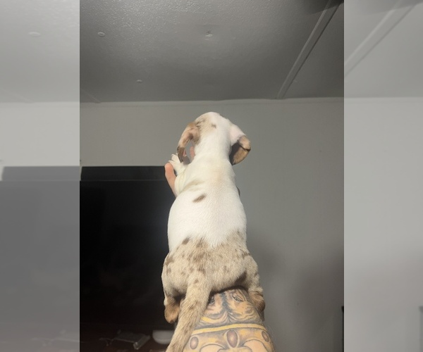 Medium Photo #6 Dachshund Puppy For Sale in ROCK HILL, SC, USA