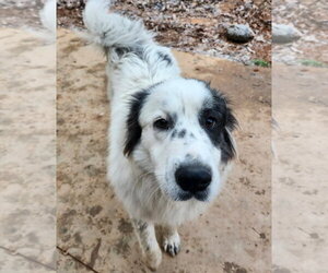 Jovie - Female Great Pyrenees-Unknown Mix Dog for Adoption - Photo #2