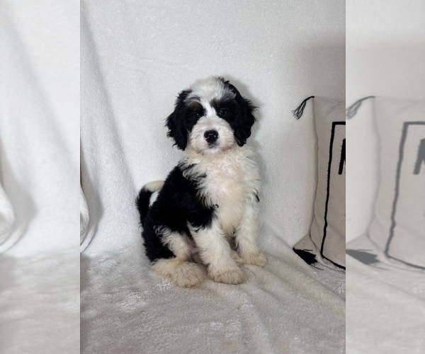 Medium Photo #1 Bernedoodle Puppy For Sale in GREENFIELD, IN, USA
