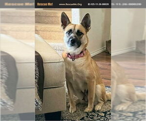 Shug Dogs for adoption in Benton, PA, USA