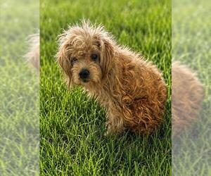 Poodle (Miniature) Dogs for adoption in Forestville, MD, USA