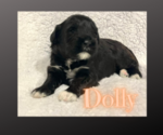 Small Photo #5 Portuguese Water Dog Puppy For Sale in WOODSTOCK, GA, USA