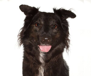 Border Collie-Unknown Mix Dogs for adoption in Oakland Park, FL, USA