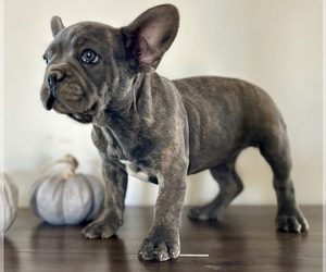 French Bulldog Puppy for sale in TEMPLETON, CA, USA