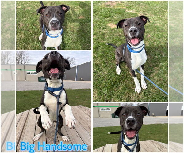 Medium Photo #1 American Staffordshire Terrier-Unknown Mix Puppy For Sale in Pierceton , IN, USA