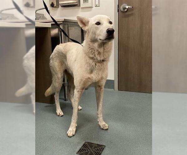 Medium Photo #1 German Shepherd Dog-Siberian Husky Mix Puppy For Sale in Baytown, TX, USA