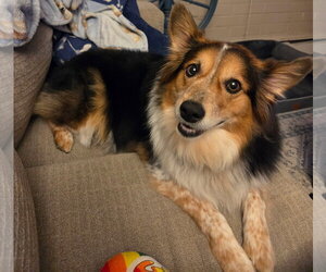 Mutt Dogs for adoption in Denver , CO, USA