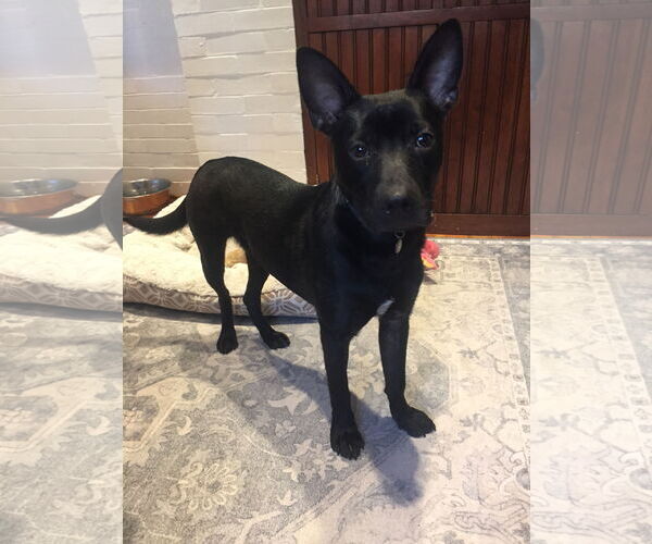 Medium Photo #2 Mutt Puppy For Sale in Tarrytown, GA, USA