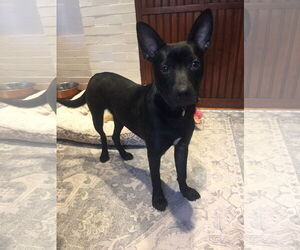 Bart - Male Mutt Dog for Adoption - Photo #2