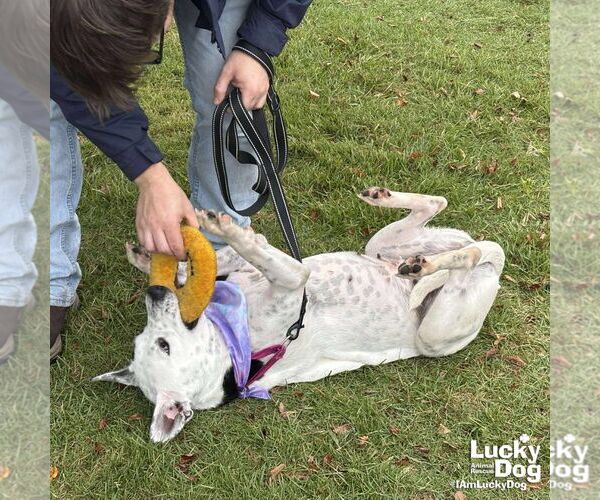 Medium Photo #4 Pointer-Unknown Mix Puppy For Sale in Washington, DC, USA