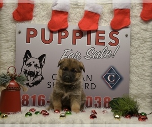 German Shepherd Dog Puppy for Sale in MAYSVILLE, Missouri USA