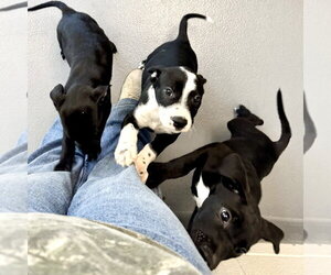Mutt Dogs for adoption in Hilton Head, SC, USA