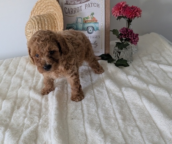 Medium Photo #13 Poodle (Miniature) Puppy For Sale in GOSHEN, IN, USA