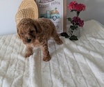 Small #12 Poodle (Miniature)