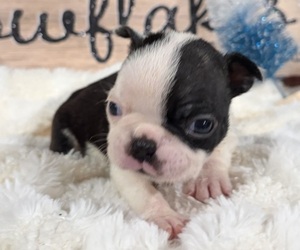 Boston Terrier Puppy for sale in HICKORY, NC, USA