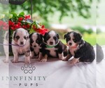 Small #1 Miniature Australian Shepherd