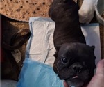 Small Photo #1 French Bulldog Puppy For Sale in MANTECA, CA, USA