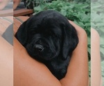 Small Photo #1 Labrador Retriever Puppy For Sale in LUBLIN, WI, USA