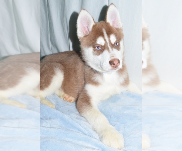 Medium Photo #6 Siberian Husky Puppy For Sale in PATERSON, NJ, USA