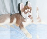 Small Photo #6 Siberian Husky Puppy For Sale in PATERSON, NJ, USA