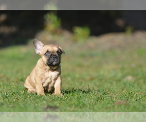 French Bulldog Dog for Adoption in Kiskoros, Bacs-Kiskun Hungary