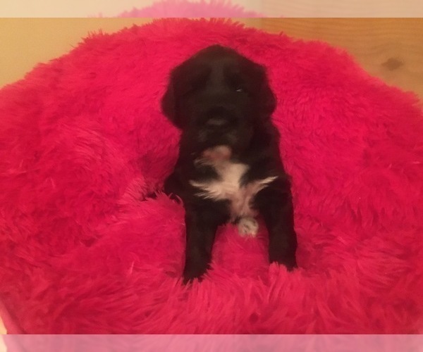 Medium Photo #3 Portuguese Water Dog Puppy For Sale in BROOKFIELD, WI, USA
