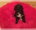 Small Photo #3 Portuguese Water Dog Puppy For Sale in BROOKFIELD, WI, USA
