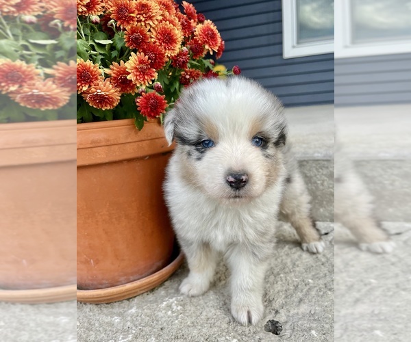 Medium Photo #2 Australian Shepherd Puppy For Sale in LODA, IL, USA