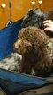 Small Photo #11 Aussiedoodle-Poodle (Standard) Mix Puppy For Sale in ENTERPRISE, AL, USA