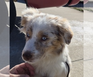 Australian Shepherd Puppy for sale in WAKARUSA, KS, USA