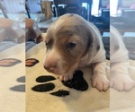Small Photo #18 Dachshund Puppy For Sale in MONONA, IA, USA