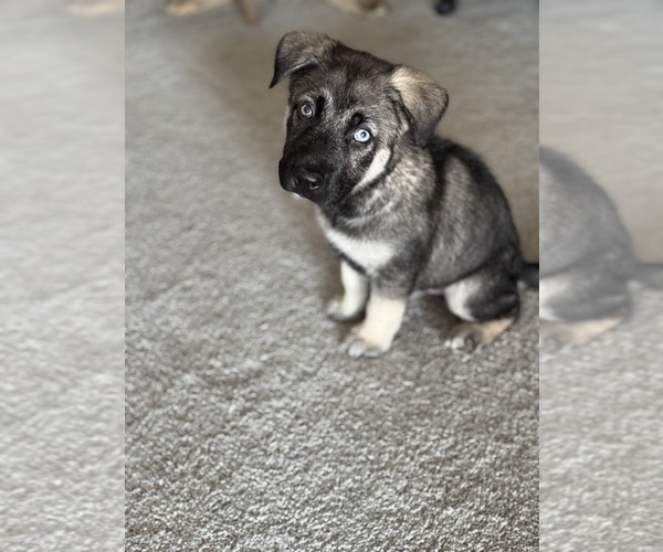 Medium Photo #5 German Shepherd Dog-Siberian Husky Mix Puppy For Sale in FREDERICKSBURG, VA, USA