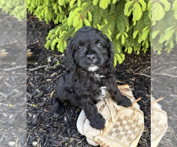 Medium Photo #3 Golden Mountain Doodle Puppy For Sale in MIDDLEBURY, IN, USA