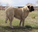 Small Photo #1 Anatolian Shepherd-Great Pyrenees Mix Puppy For Sale in ELBERT, CO, USA