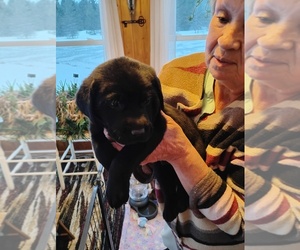 Labrador Retriever Puppy for sale in ATLANTA, MI, USA