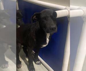 Great Dane Dogs for adoption in Bakersfield, CA, USA