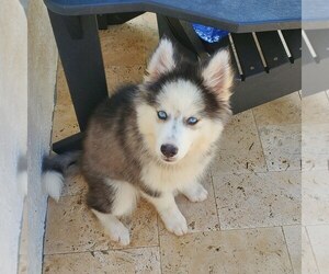 Alaskan Klee Kai-Pomsky Mix Puppy for sale in WEST PALM BCH, FL, USA