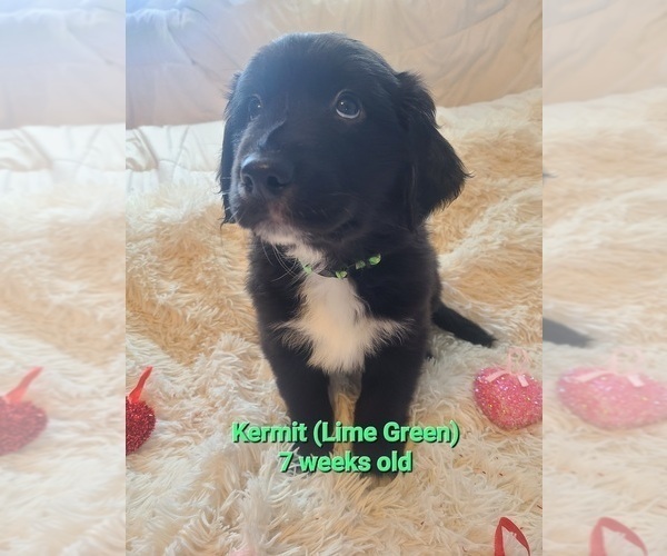 Medium Photo #5 Australian Retriever Puppy For Sale in DAYTON, OH, USA