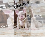 Puppy Puppy 2 Chuck French Bulldog