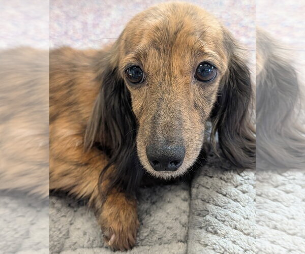 Medium Photo #1 Dachshund Puppy For Sale in Shelbyville, TN, USA