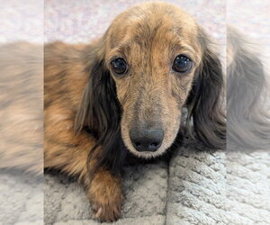 Dachshund Dogs for adoption in Shelbyville, TN, USA