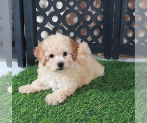 Bichpoo Puppy for sale in MOUNT VERNON, OH, USA