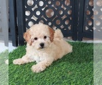 Image preview for Ad Listing. Nickname: Bella