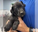 Small #2 Labrador Retriever Mix